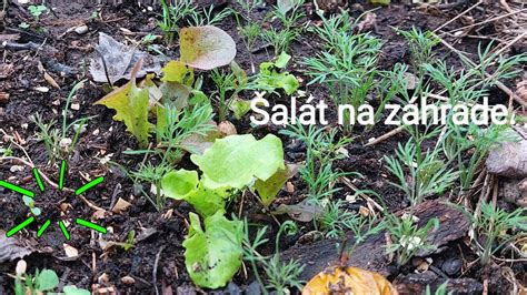 Schéma ideálnych podmienok pre pestovanie šalátu