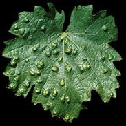 Detailný nákres listu viniča s vyznačenými partiami