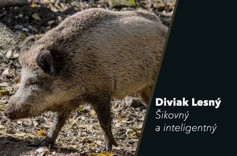 rozlíšenie pohlavia u platy škvrnitej: samec s gonopódiom a menším, štíhlejším telom, samica s guľatejším bruškom a zaoblenou análna plutva