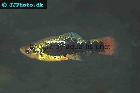 gravídna samica platy škvrnitej s viditeľnou tmavou škvrnou brezosti