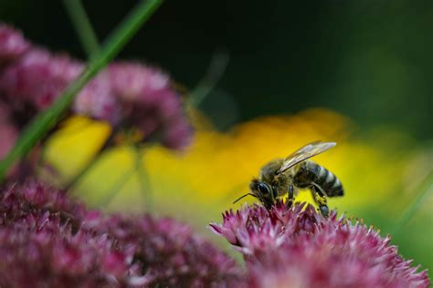 Detail žltých kvetov horčice, v pozadí včela