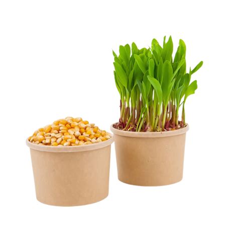 debnica so sadbovými zemiakmi pripravenými na klíčenie