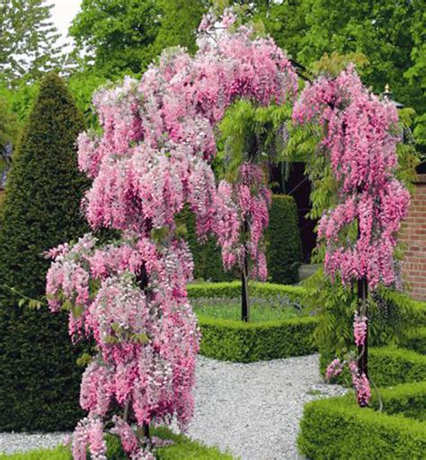 Kvitnúca vistéria na pergole