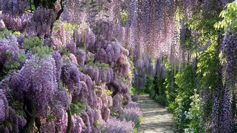 Detail strapcov kvetov vistérie