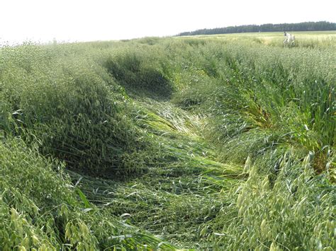 Ilustračné foto klíčiacich zŕn ovsa