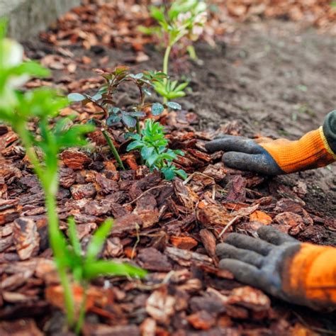 Detailná fotografia vrstvy mulčovacej kôry na záhone s rastlinami