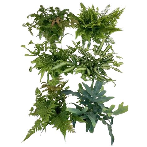 rôzne druhy kamzičníkov