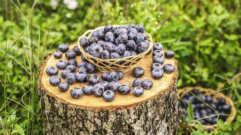 Ilustračná fotografia plodov čučoriedky odrody 'Brigitta'