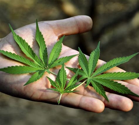 Infografika zobrazujúca rôzne využitia technického konope.