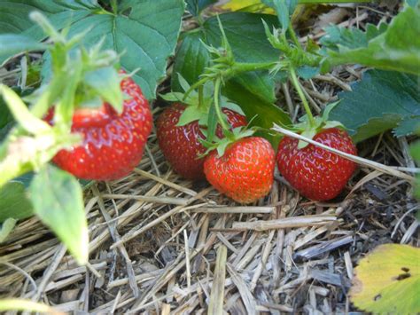 ukážka mulčovania jahodového záhonu slamou