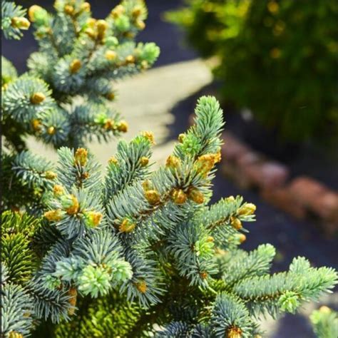 Detailný pohľad na husté, striebristo-modré ihličie smreka pichľavého 'Glauca Globosa'.