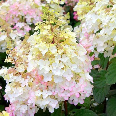 Koláž fotografií rôznych odrôd hortenzie metlinatej s výraznými farebnými kvetenstvami