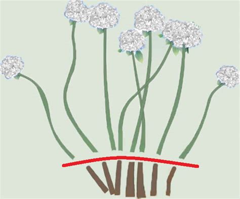 Schéma znázorňujúca správny jarný rez hortenzie metlinatej