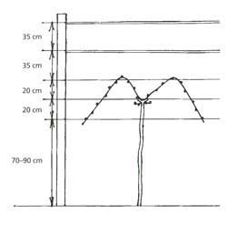 Schéma vedenia viniča na záves s jedným a dvoma ramenami