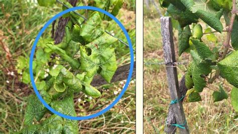 Ilustrácia mladého viniča v ochrannom tubuse