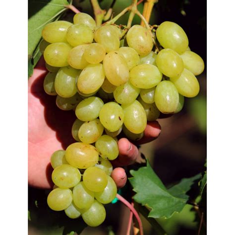 záhradník presádza vinič