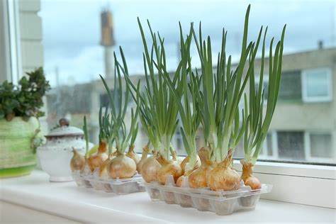 pestovanie cibule v kartónoch od vajec