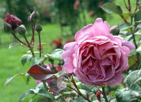 Názorné fotografie procesu delenia trsov astier
