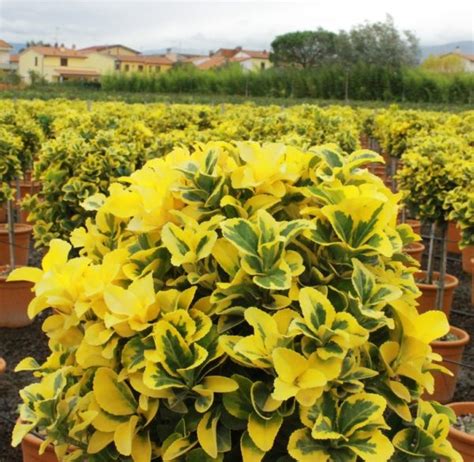 Bršlen vysadený na slnečnom mieste