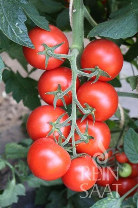 Paradajka s typickými príznakmi suchej hniloby špičiek