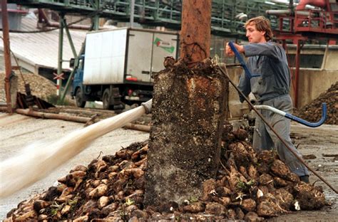 infografika zobrazujúca optimálne podmienky pre pestovanie cukrovej repy (pH, teplota, zrážky, typ pôdy)