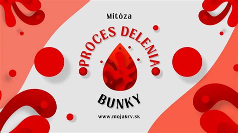 Proces delenia trsu srdcovky