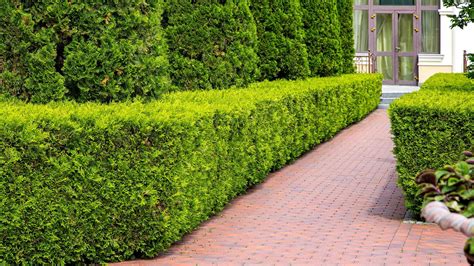 Štýlovo ostrihaný živý plot v záhrade