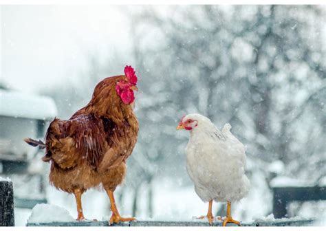 Ilustrácia sliepky s odstrihnutými letovými perami.