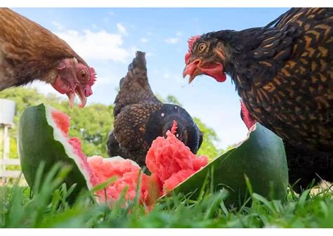 Schéma znázorňujúca, ktoré perá na krídle sliepky je potrebné ostrihať a v akom poradí.