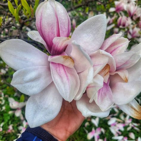 ukážka rôznych druhov magnólií s ich charakteristickými kvetmi