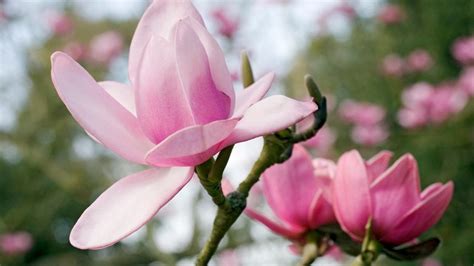 detailný postup odberu a sadenia odrezkov magnólie