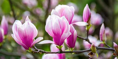 vizualizácia procesu rozmnožovania magnólie vrstvením