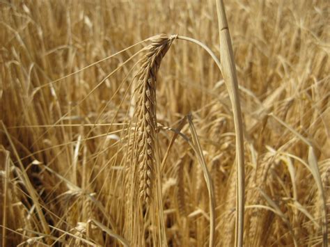 Infografika znázorňujúca optimálne pomery živín pre jačmeň