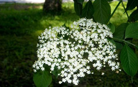 Ilustrácia zberu kvetov bazy čiernej