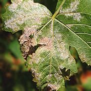 Koláž fotografií znázorňujúcich rôzne choroby viniča (múčnatka, peronospóra, botrytída)