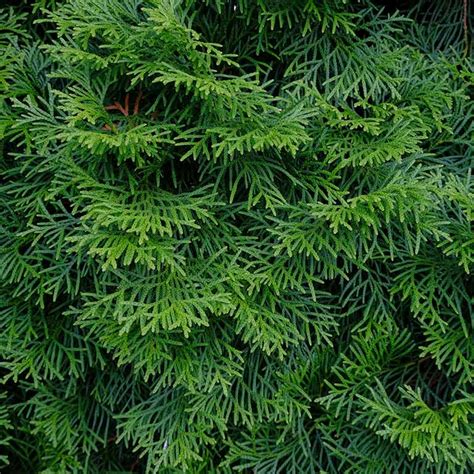 Detail šupinatých listov a plodov Tuja západnej