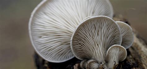 Ilustrácia troch rôznych druhov húb: hliva ustricová, šampiňón a shiitake