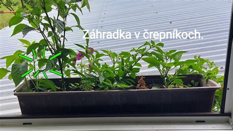 Široký záber rôznych druhov priesad zeleniny v črepníkoch