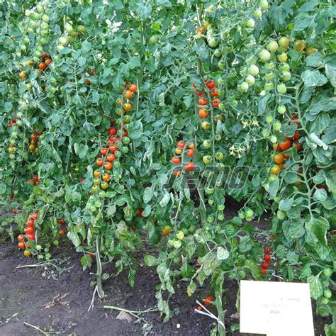 Detailný záber výsadby priesady paradajky do pôdy