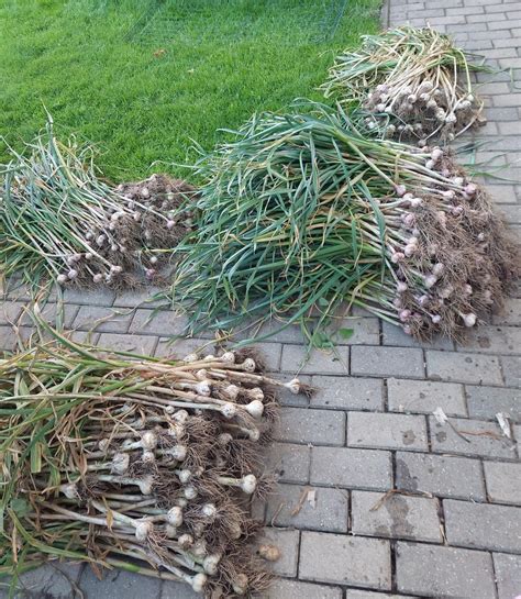 Cesnak sušiaci sa na vzdušnom mieste