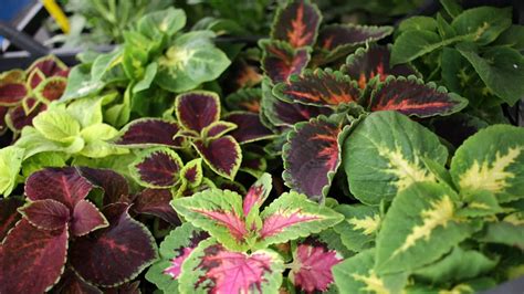 Ilustrácia sadenia chmeľu pomocou odrezkov