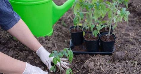 Schematické znázornenie správnej vzdialenosti pri výsadbe paradajok.