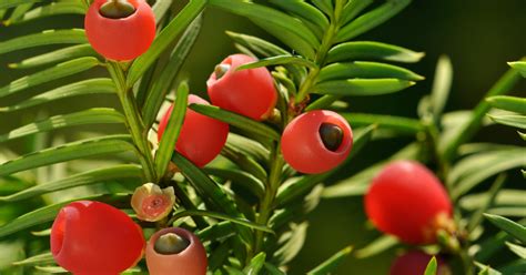 Ilustračná fotografia drieňa obyčajného s typickými červenými plodmi