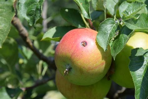 obrázok obaľovača jablčného na liste