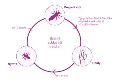 schematický nákres životného cyklu obaľovača jablčného