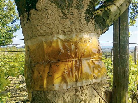 lepový pás na kmeni stromu