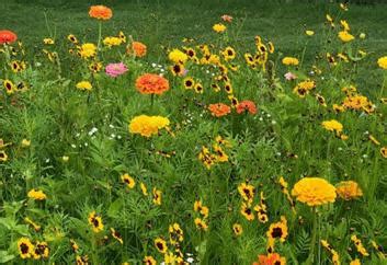 Ilustrácia kvitnúcej lúky ako alternatívy k umelému trávniku