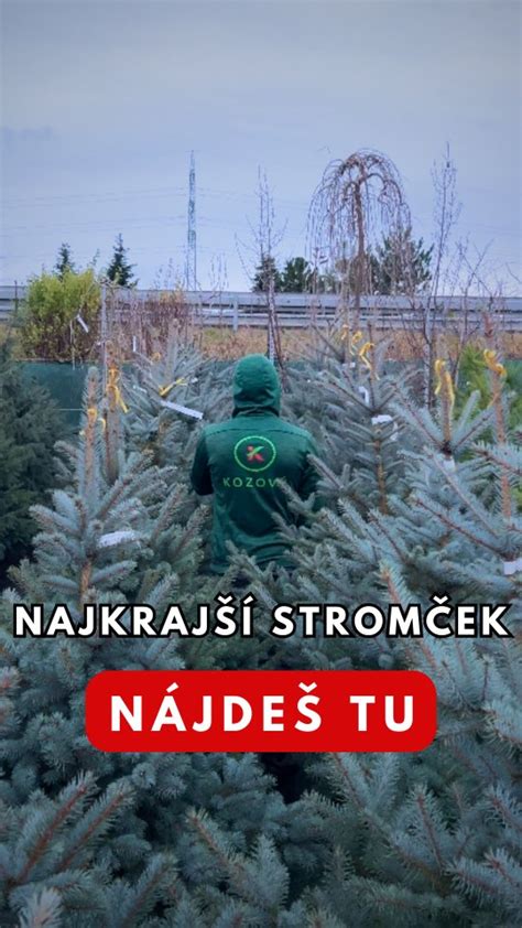 Fotografia veľkých stromov - solitér v Záhradníctve Kozový