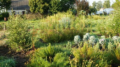 Ilustrácia pestovateľských plôch záhradníctva s rôznymi rastlinami