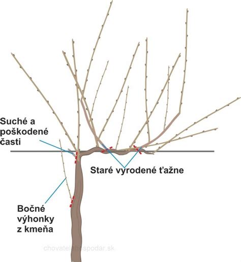Schematické znázornenie jednoročného a dvojročného dreva viniča